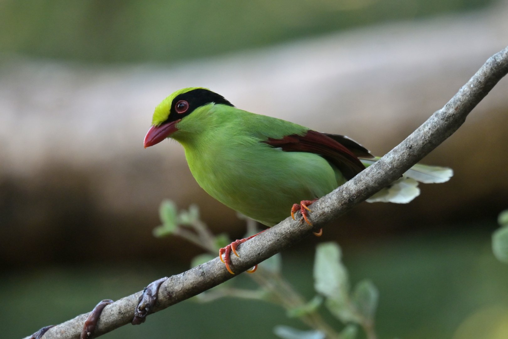 Green Magpie Cissa chinensis