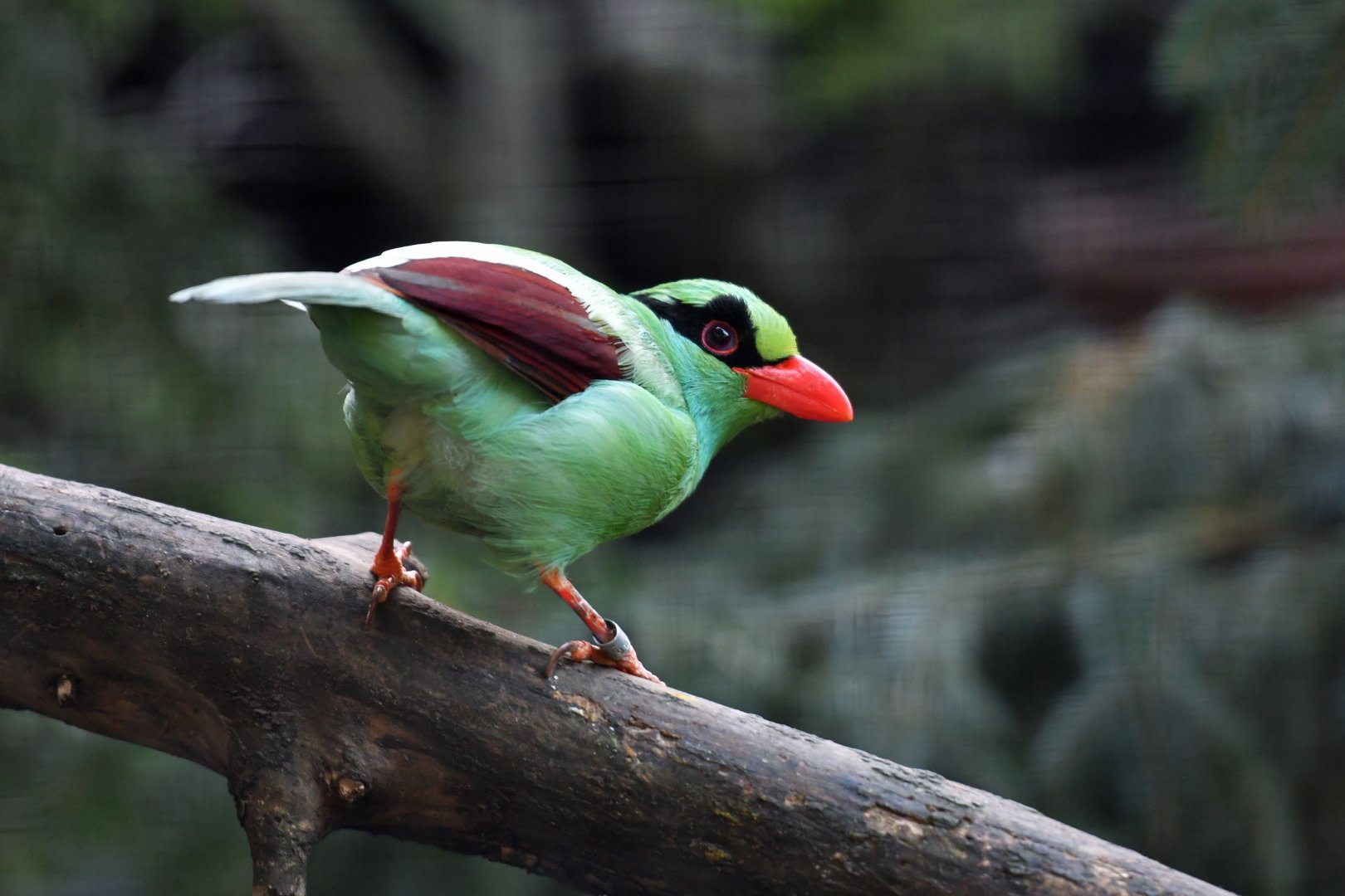 Green magpie Cissa chinensis