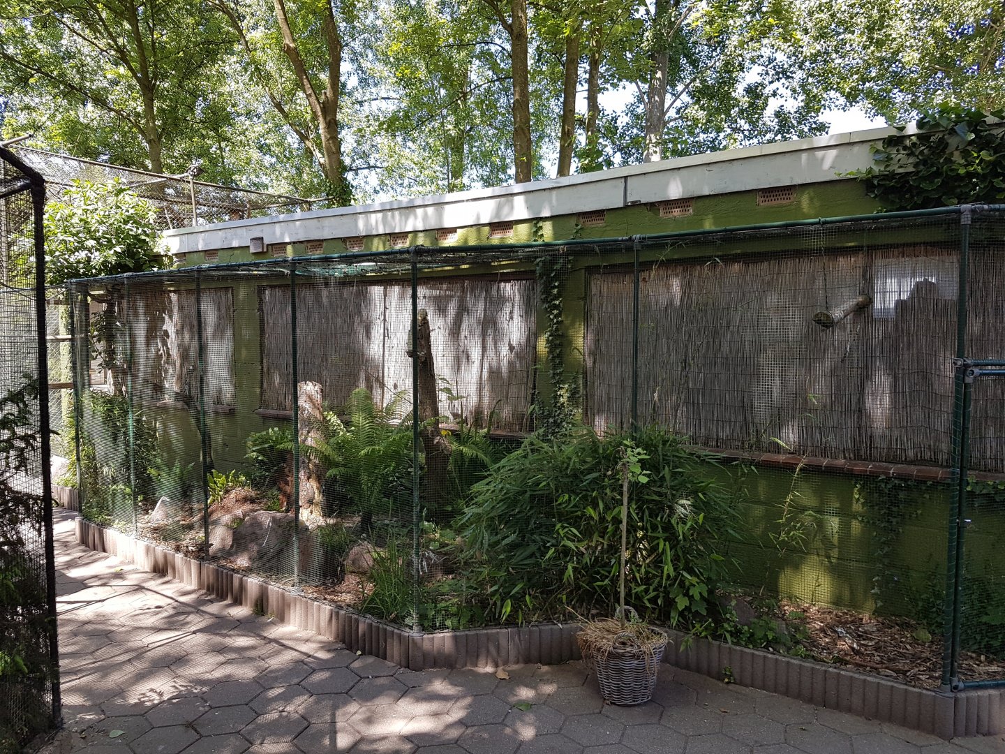 Green magpie - Thick-knee-aviary