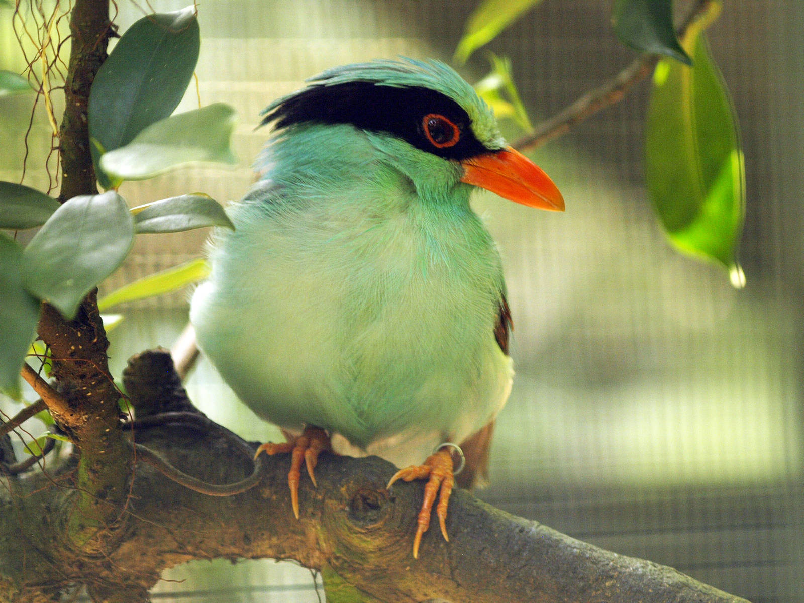 Green magpie