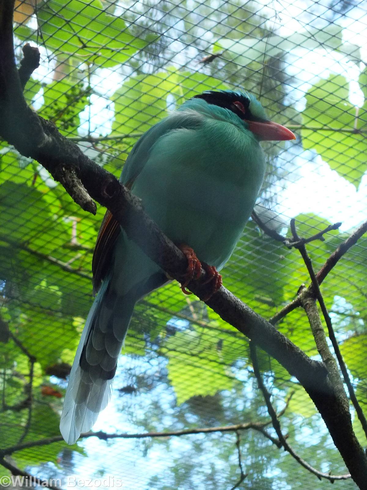 Green Magpie