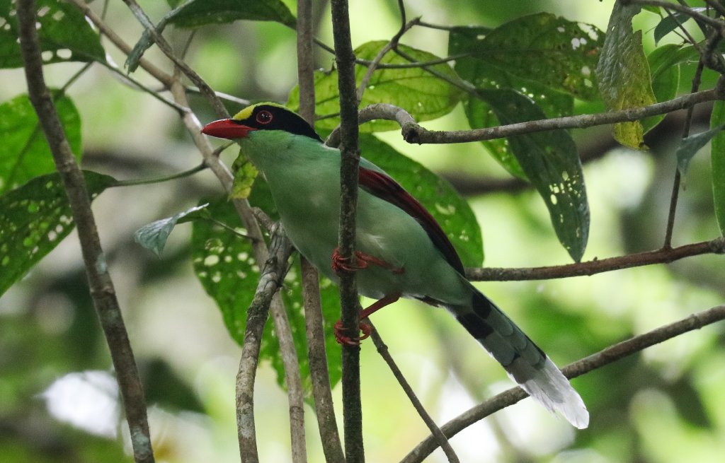 Green Magpie