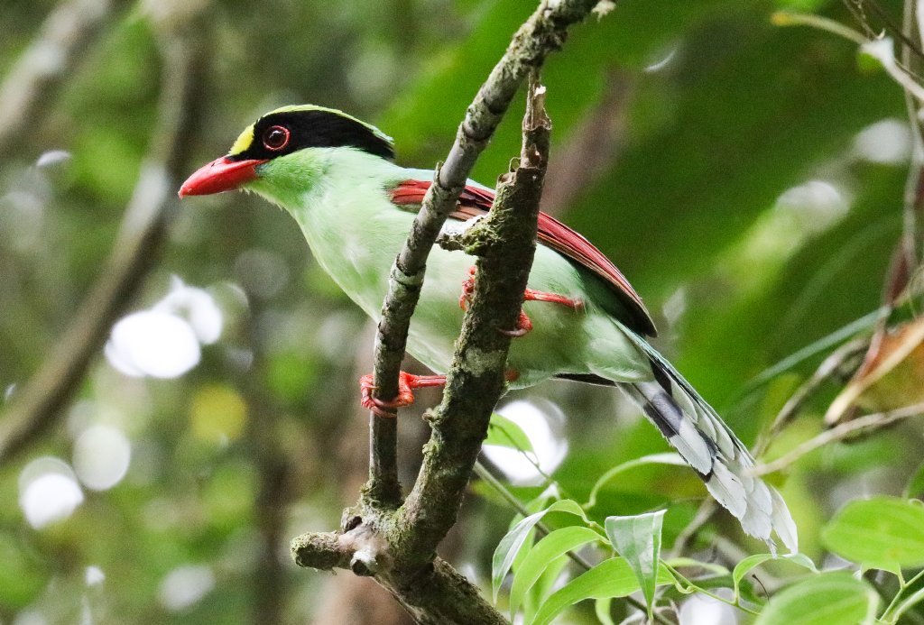 Green Magpie