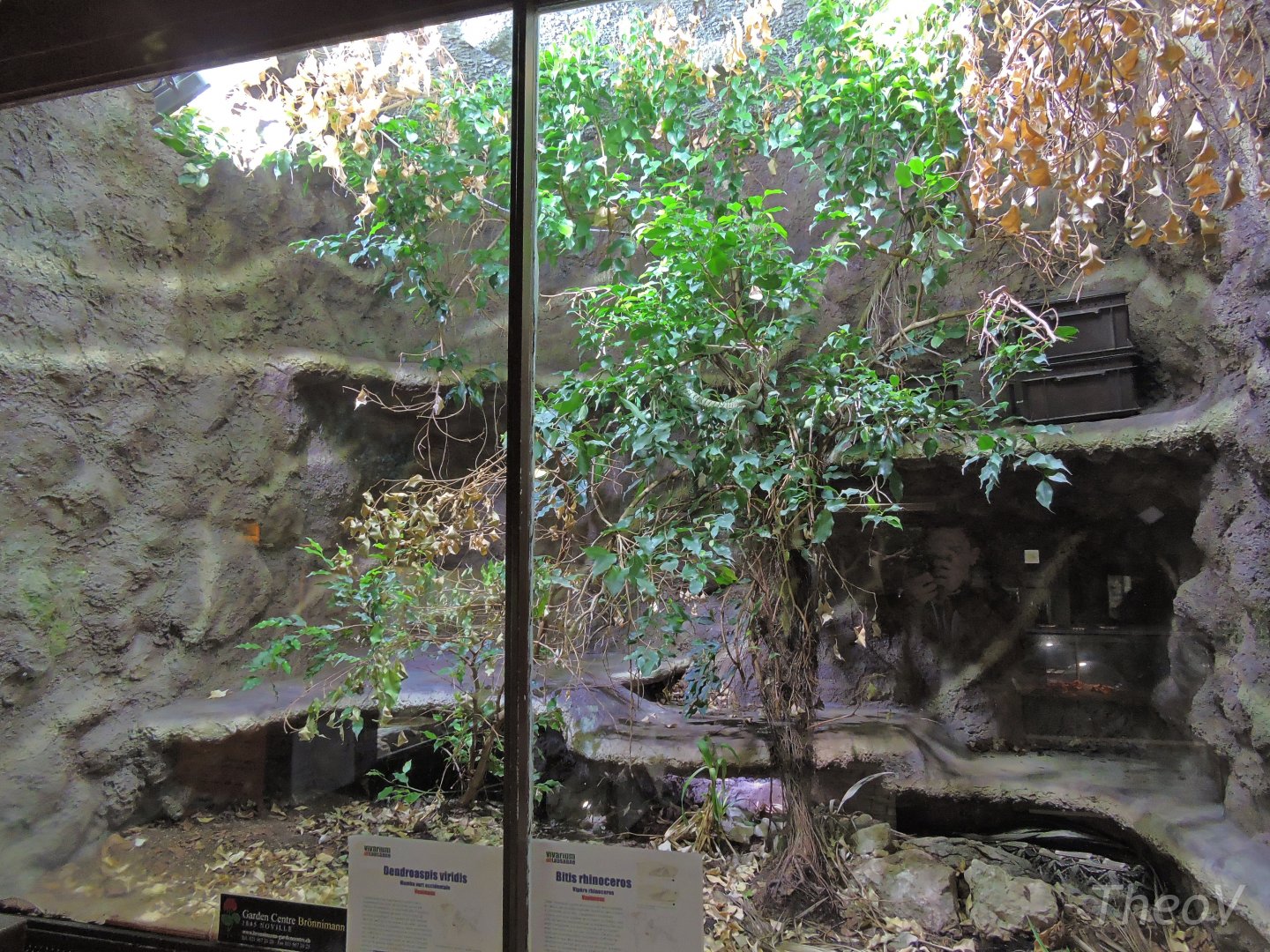 Green mamba and Gaboon viper terrarium [2015]