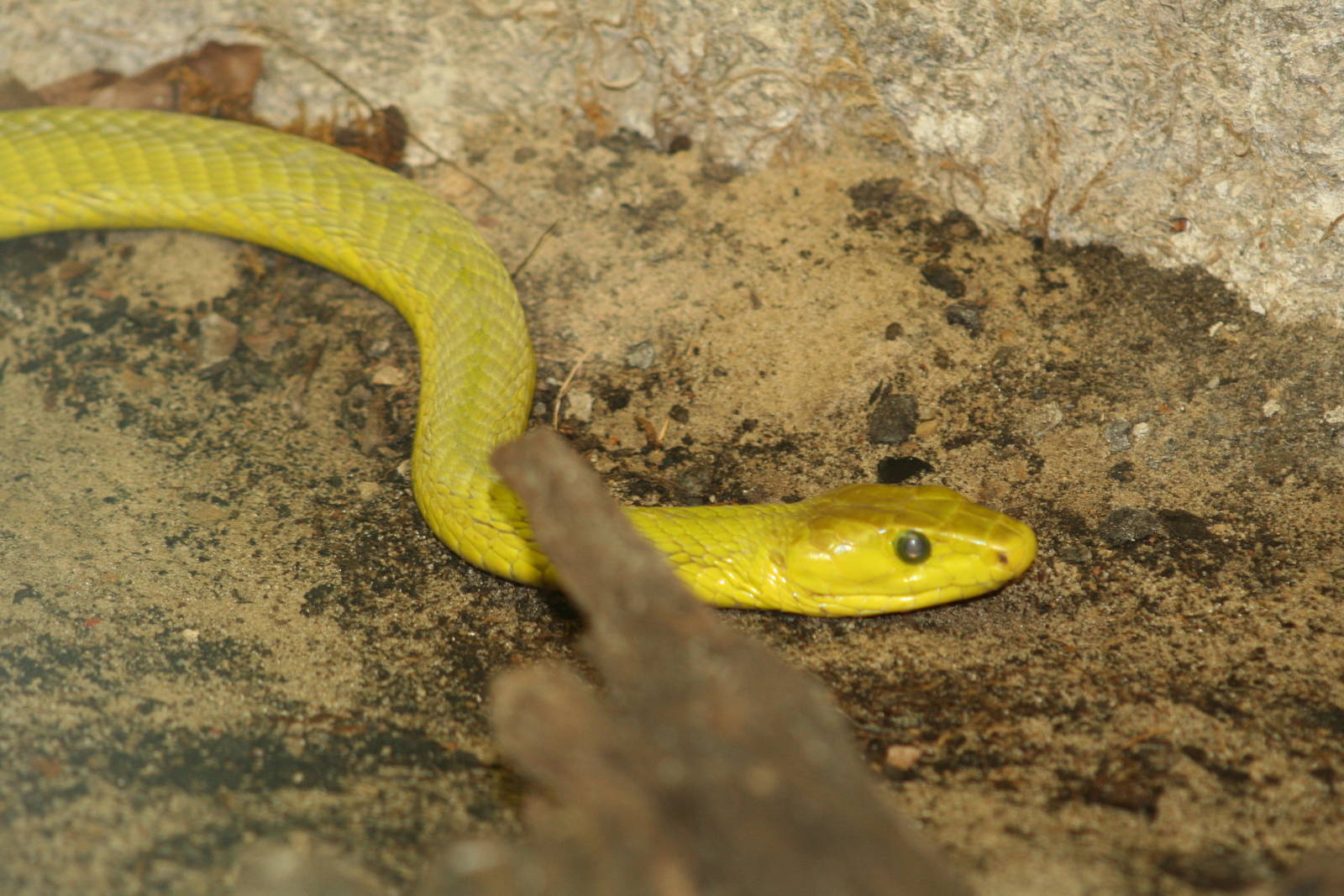 Green mamba - Berlin tierpark 08