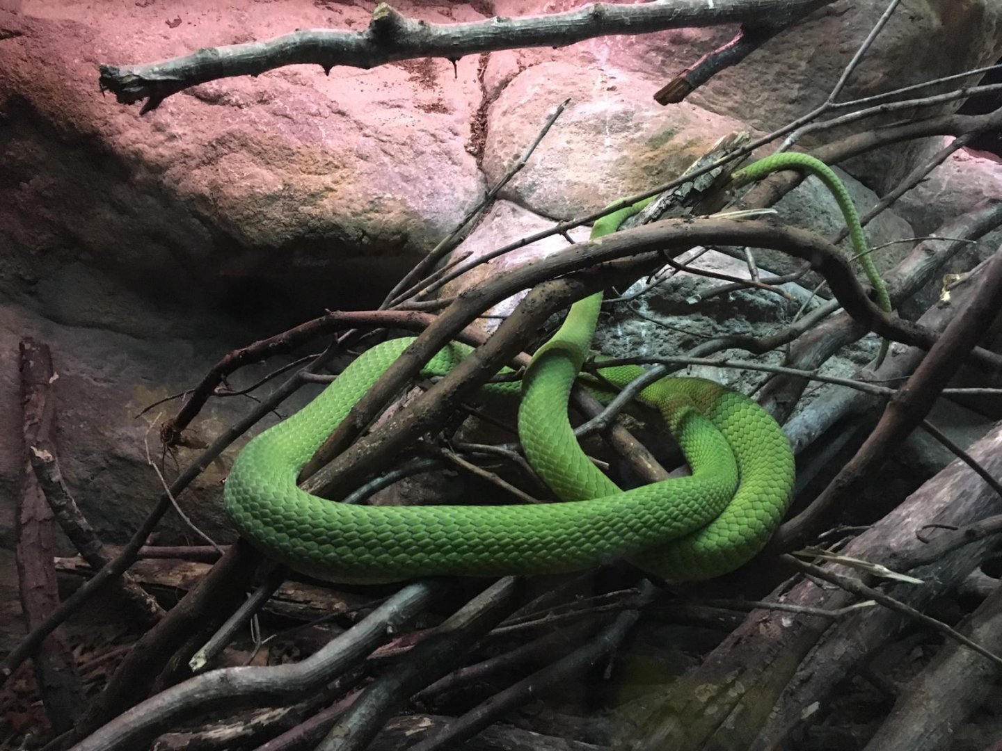 Green mamba-Cabarceno 2019