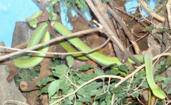 Green Mamba (Dendroaspis angusticeps)