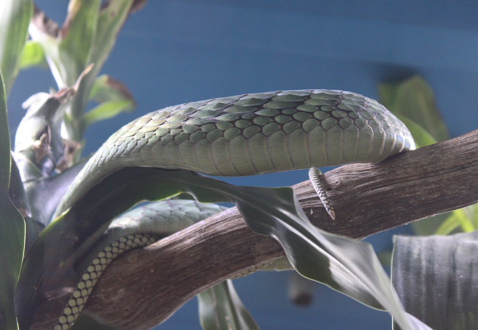 Green mamba - Dendroaspis viridis