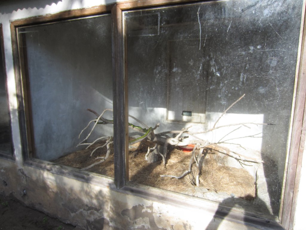 Green mamba enclosure