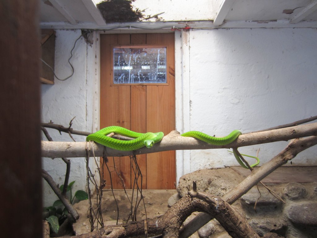 Green Mamba enclosure