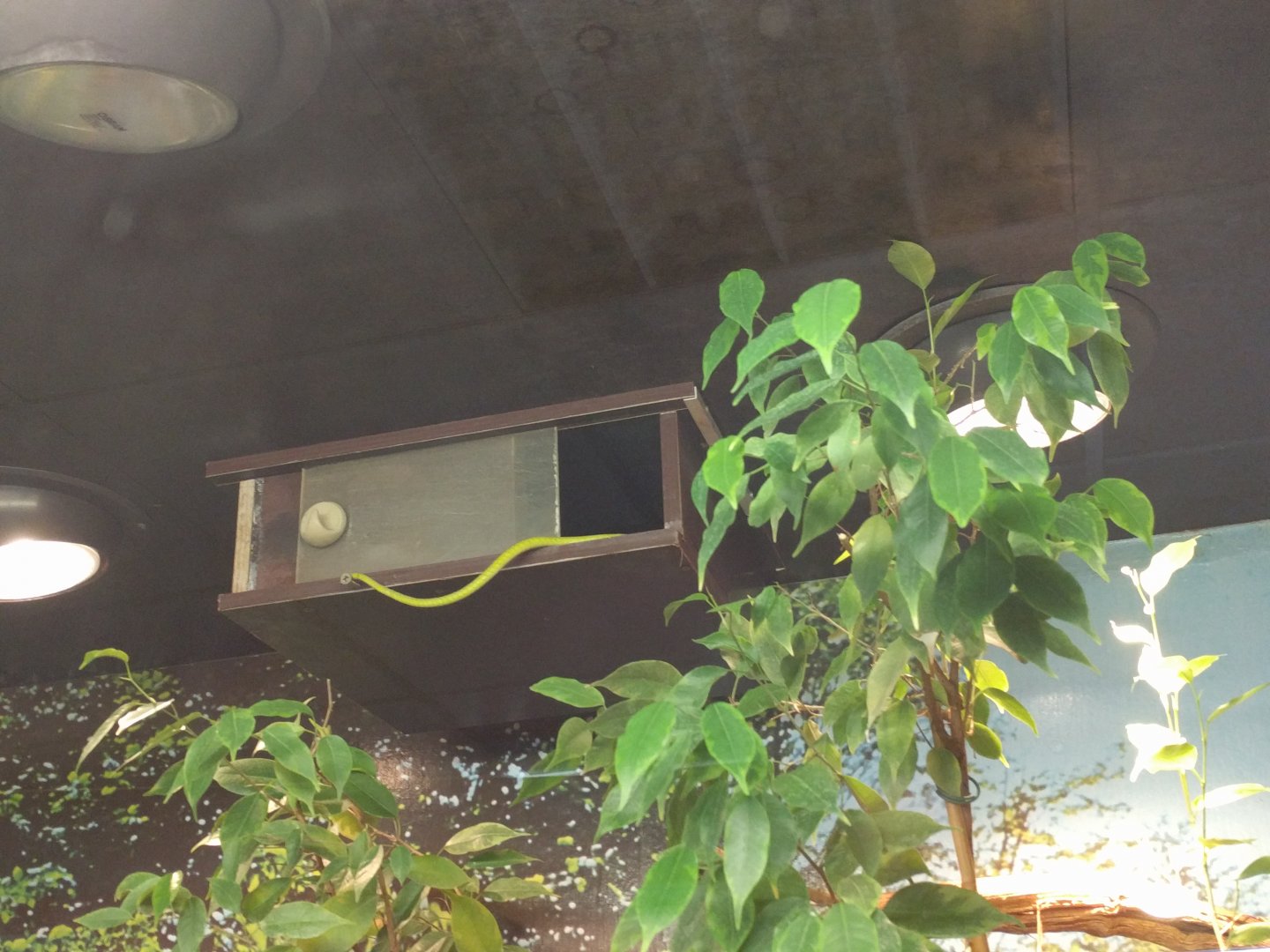 Green Mamba Enclosure