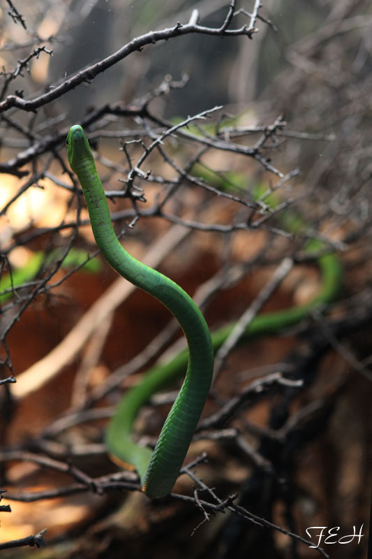green mamba exploring
