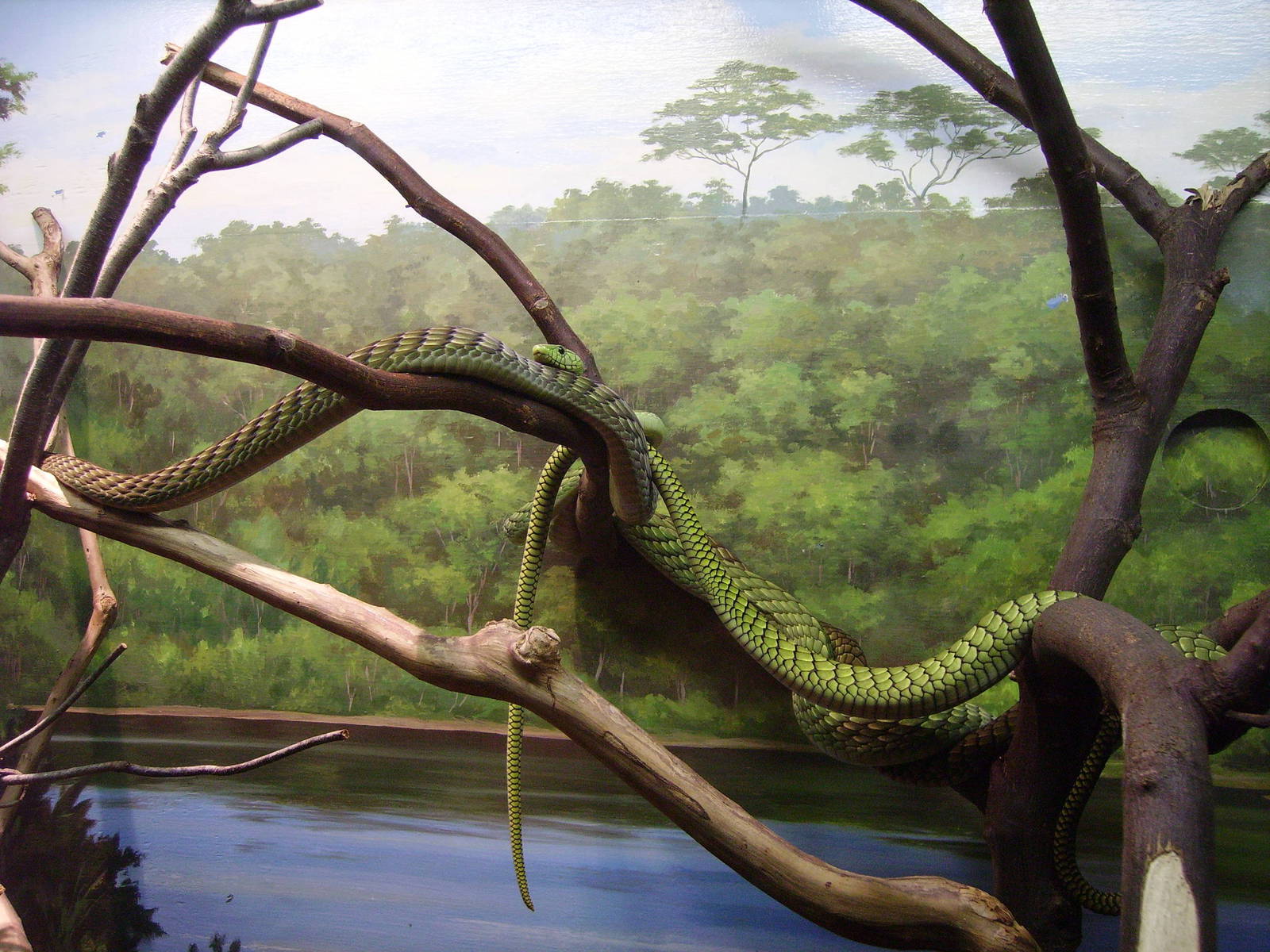 Green Mamba @ Seronera Overlook Reptile House