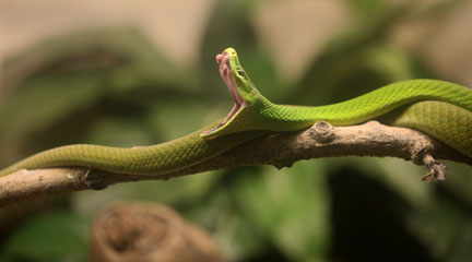 green mamba yawning