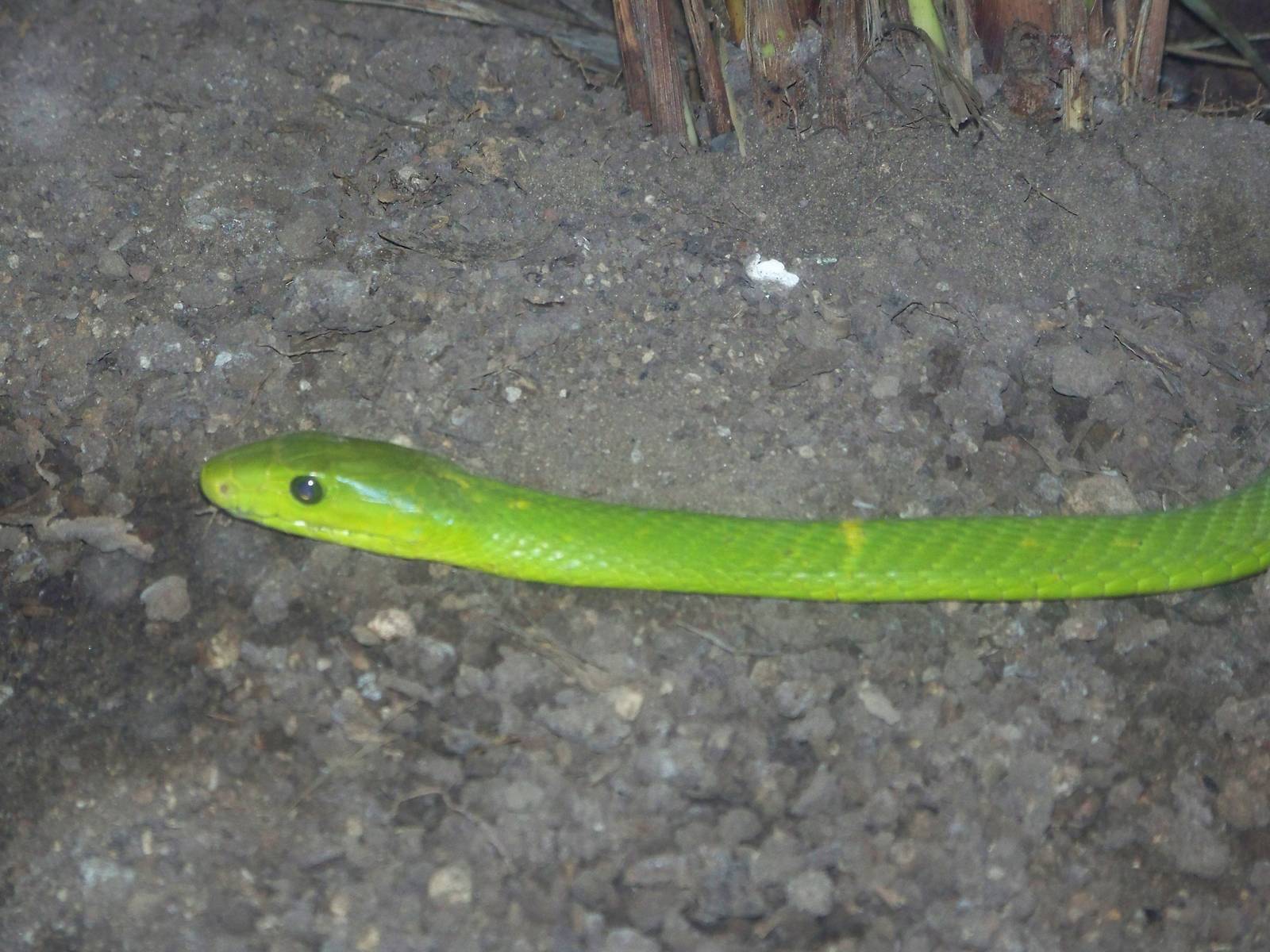 Green Mamba