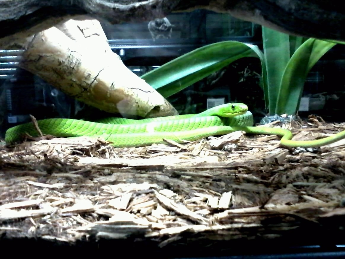 Green Mamba