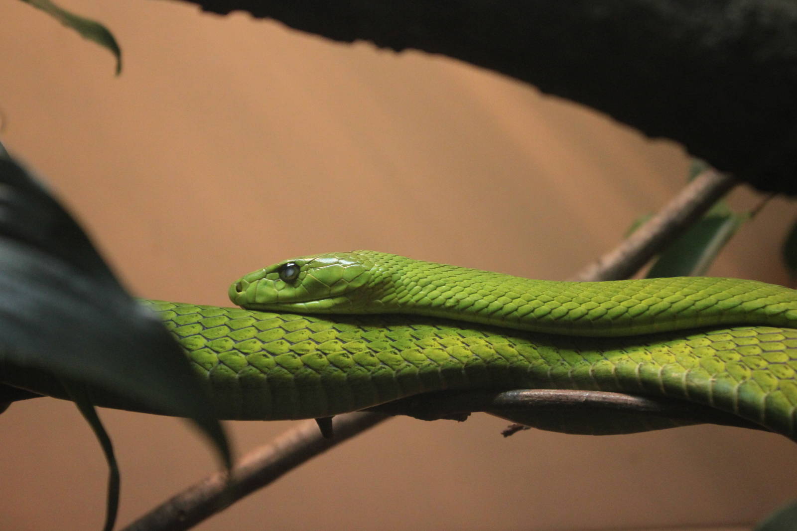 Green mamba