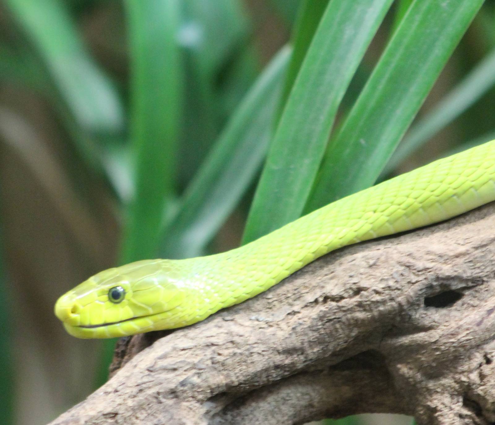 Green mamba