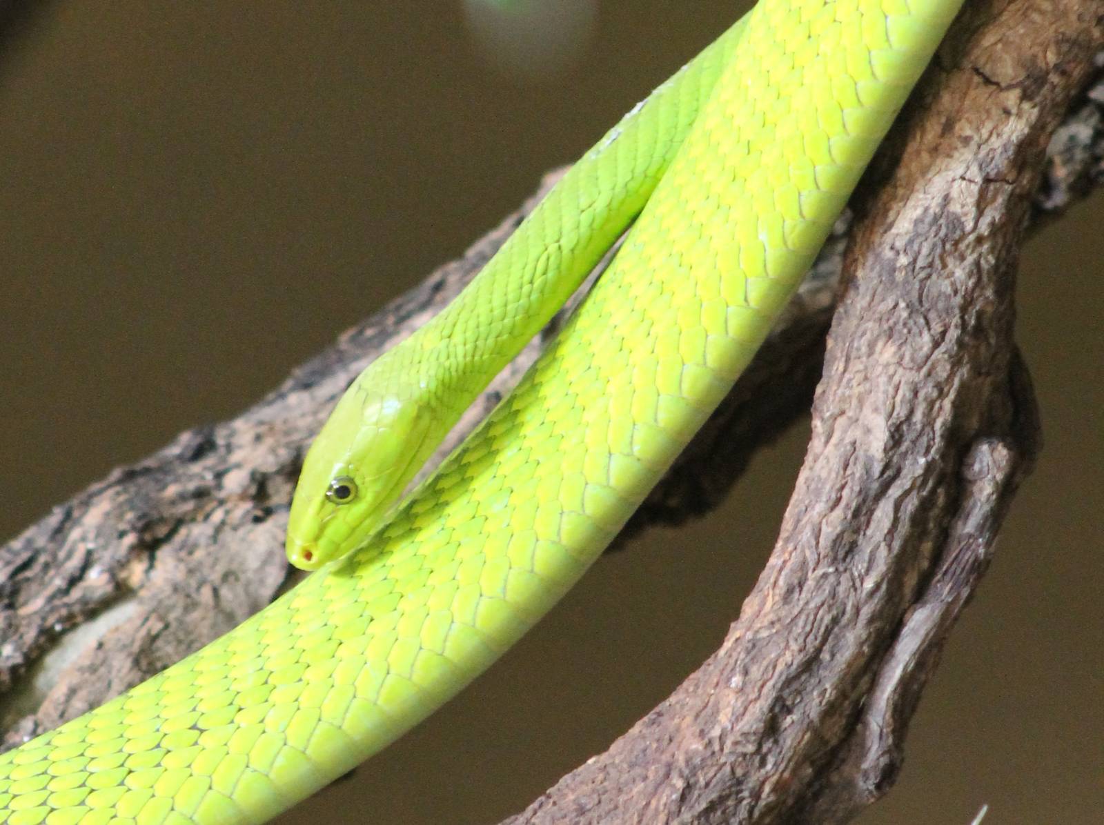 Green mamba