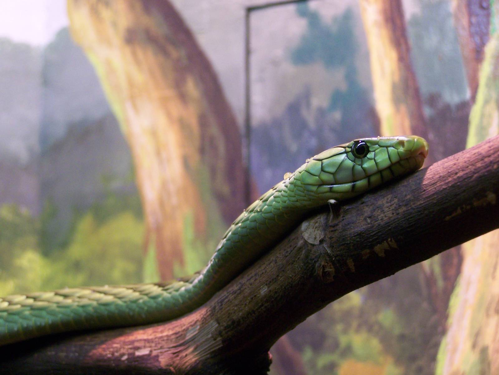Green Mamba