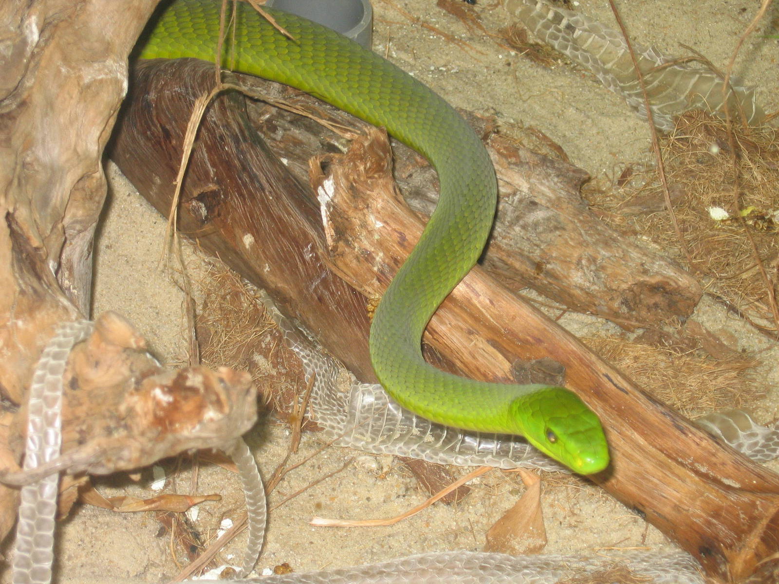 Green Mamba