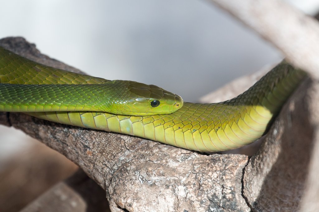 Green Mamba