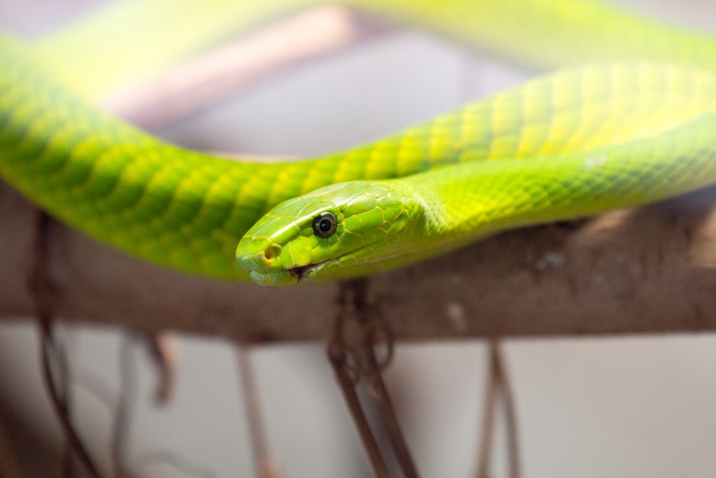 Green Mamba