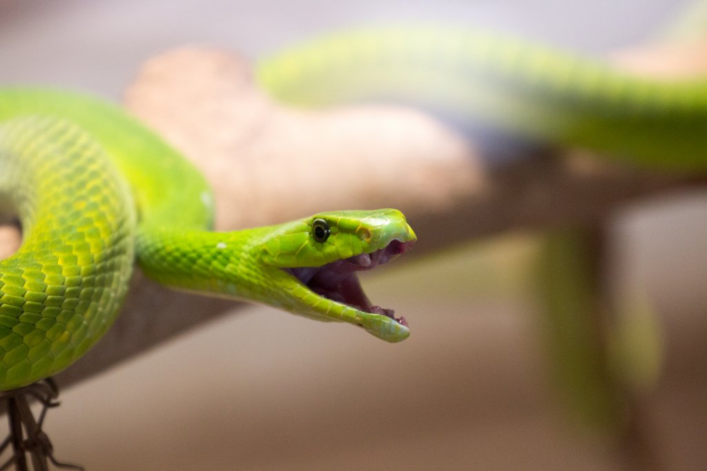 Green Mamba