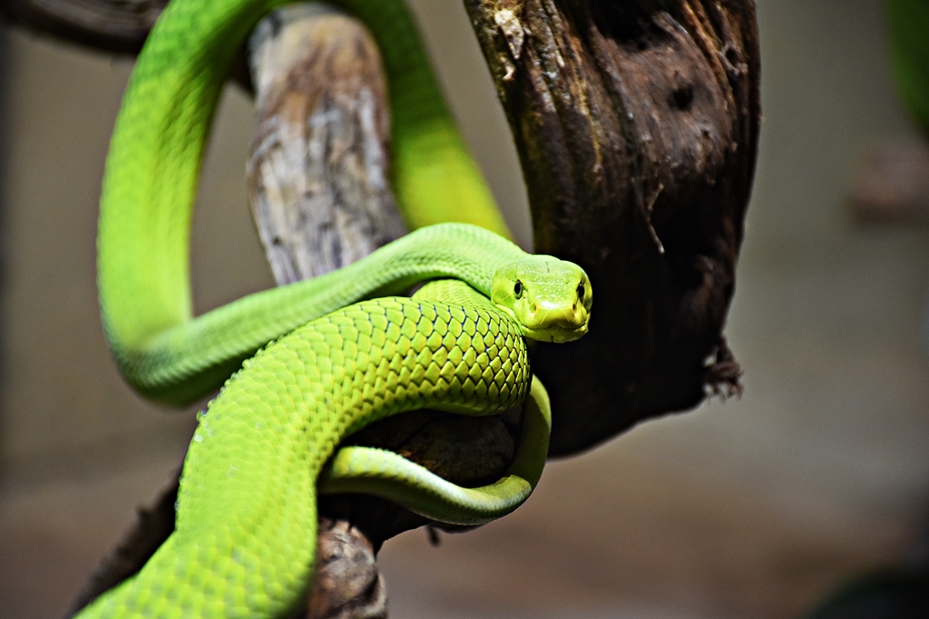 green mamba