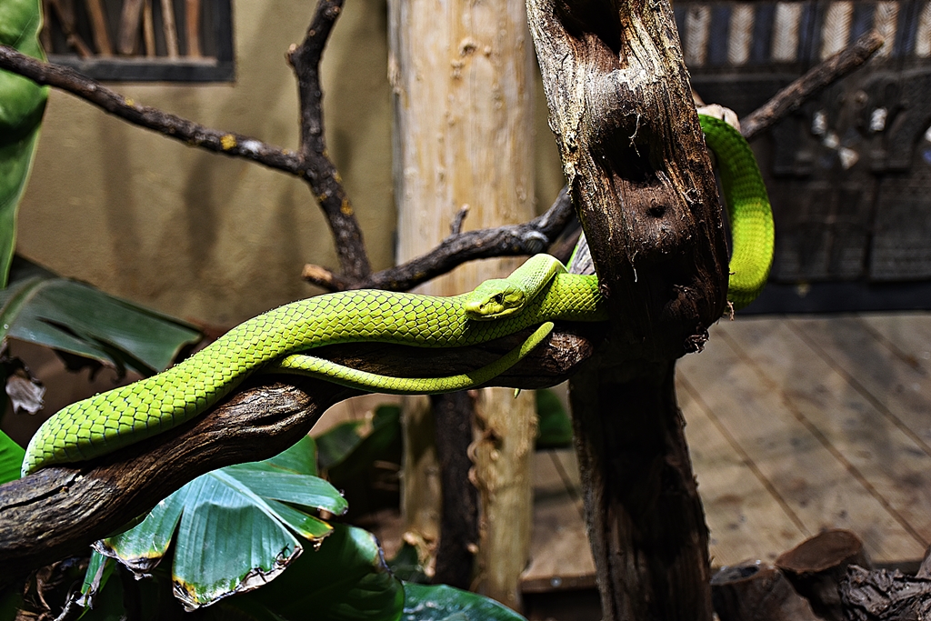 green mamba
