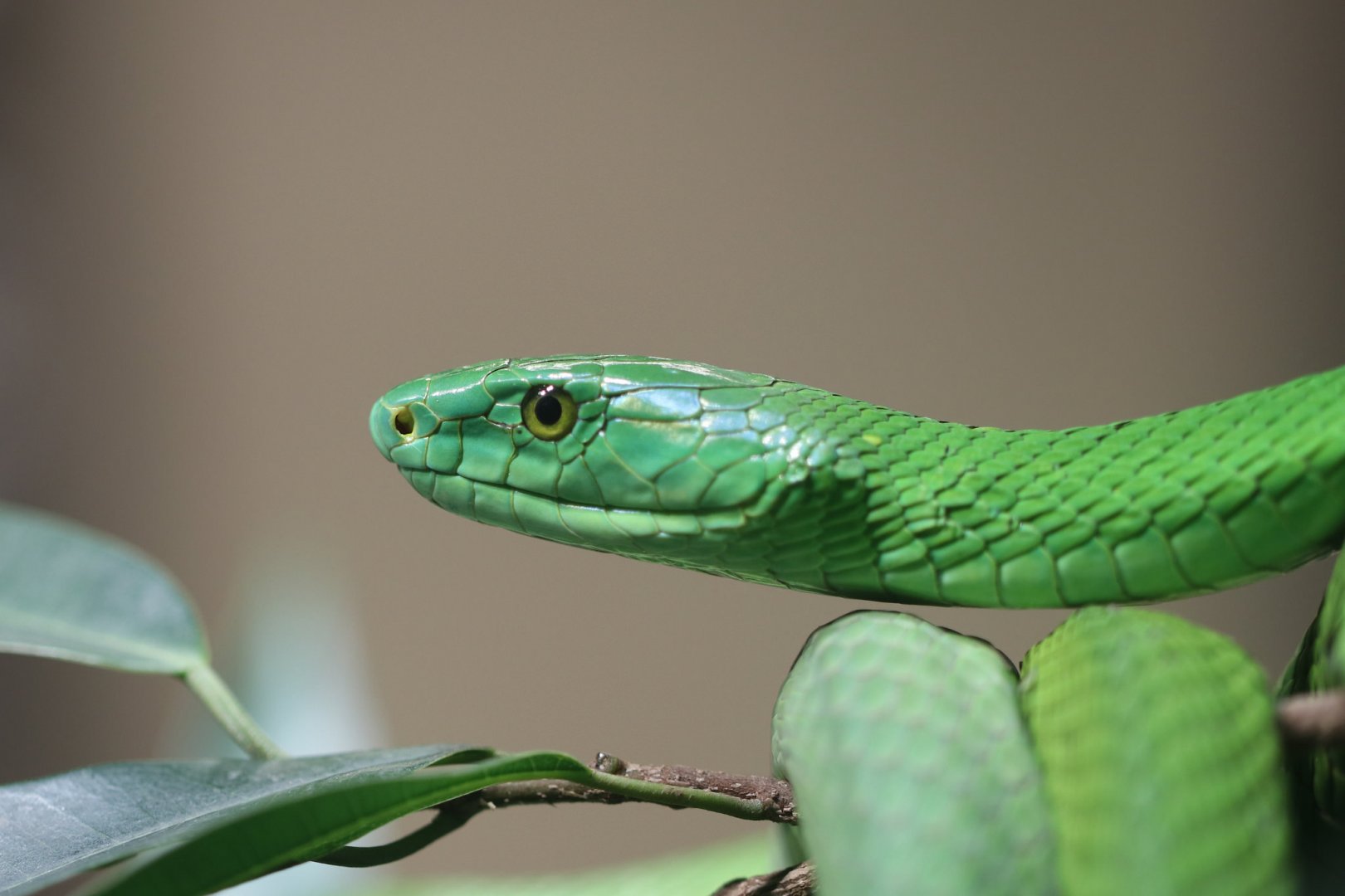 Green mamba