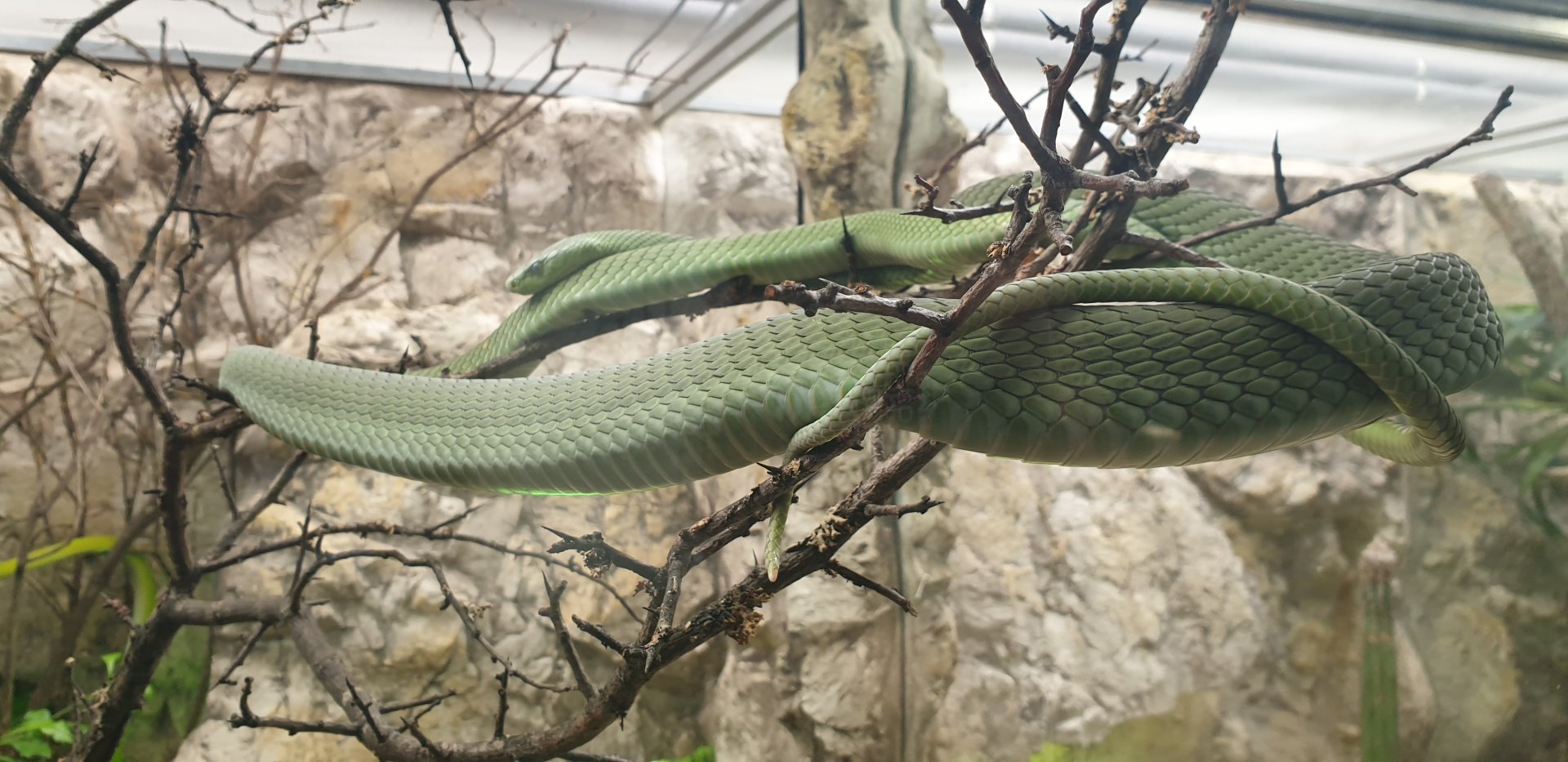 Green Mamba