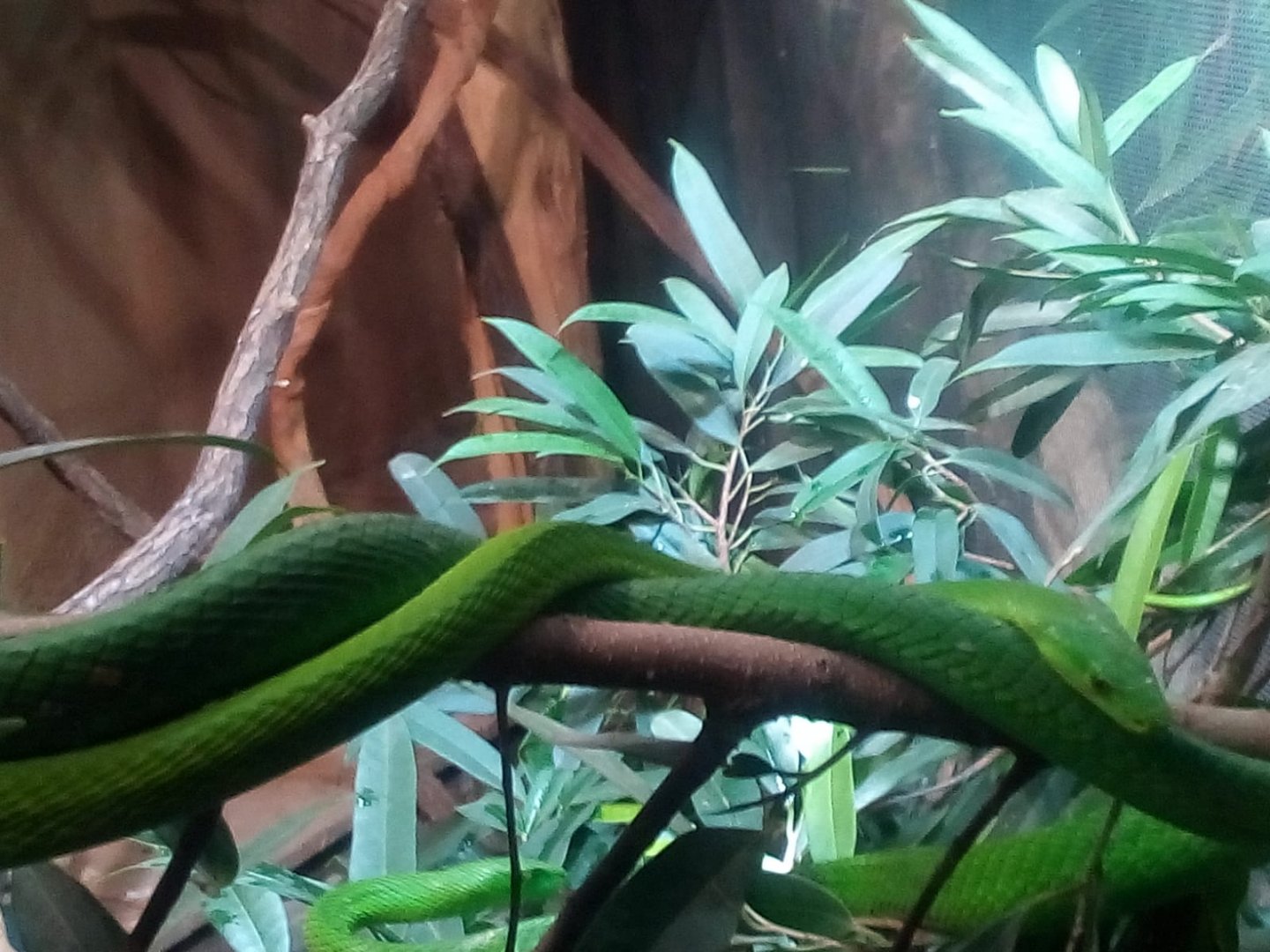 Green mamba