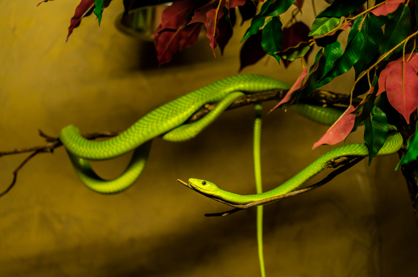 Green Mamba