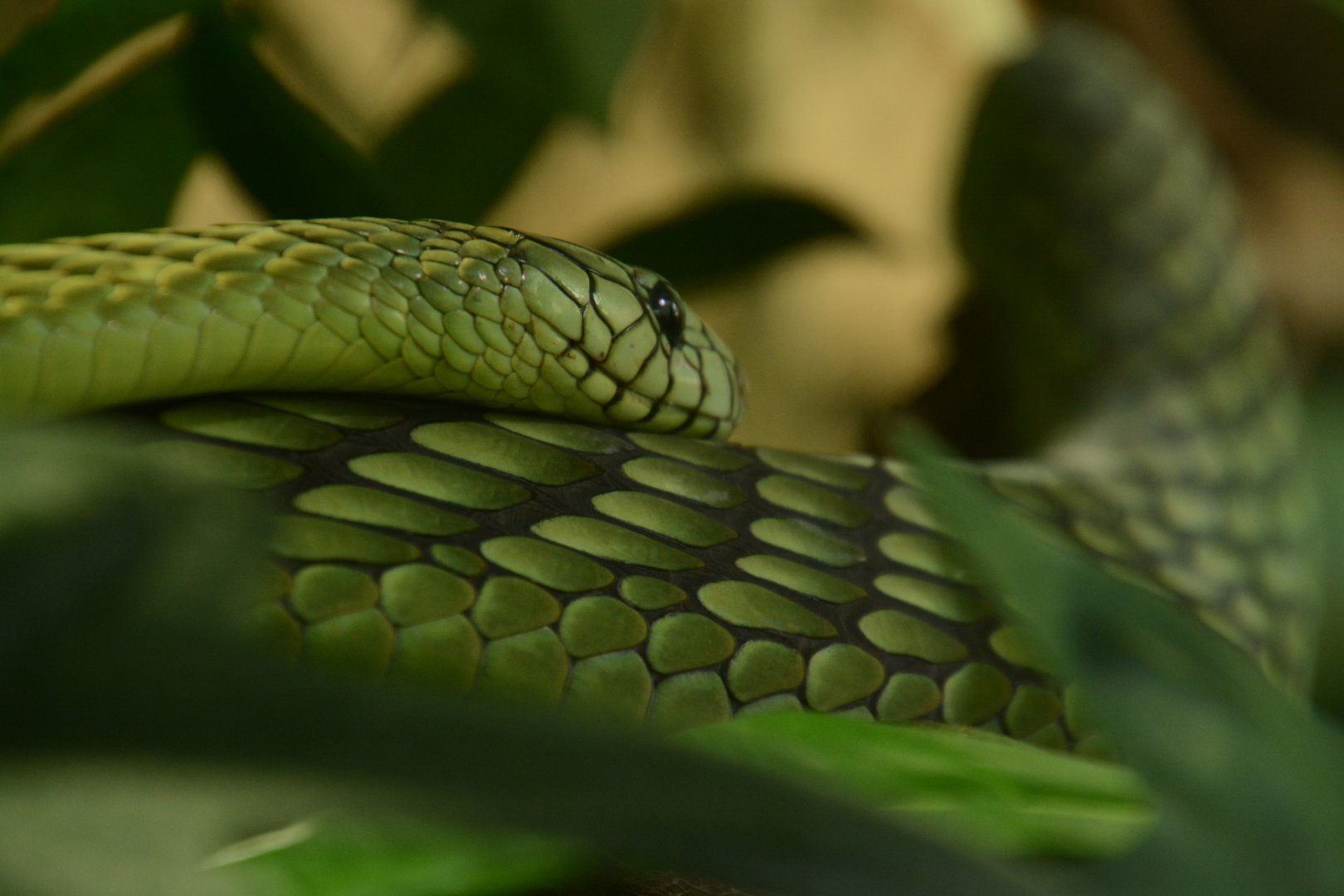 Green Mamba