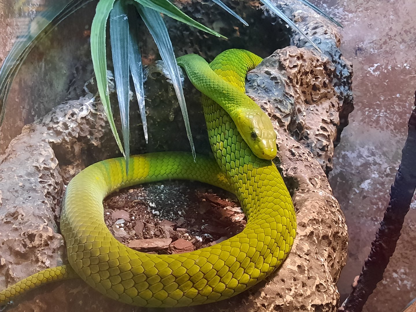 Green Mamba