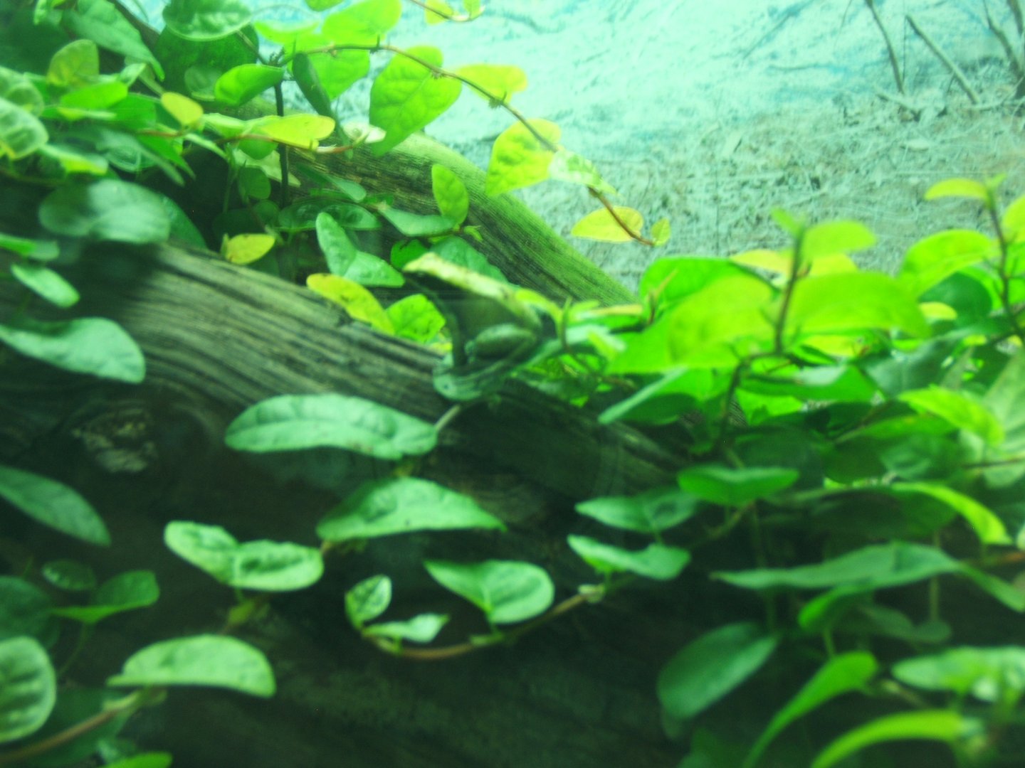 Green Mantella 30/07/2017