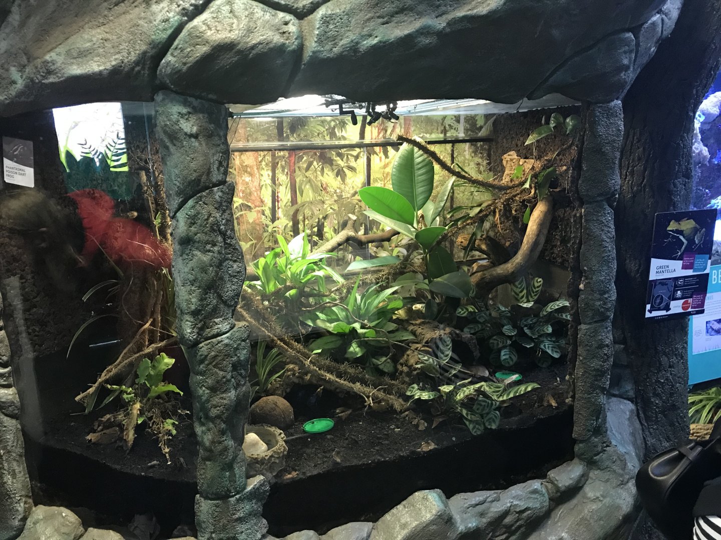 Green mantella and phantasmal poison dart frog enclosure