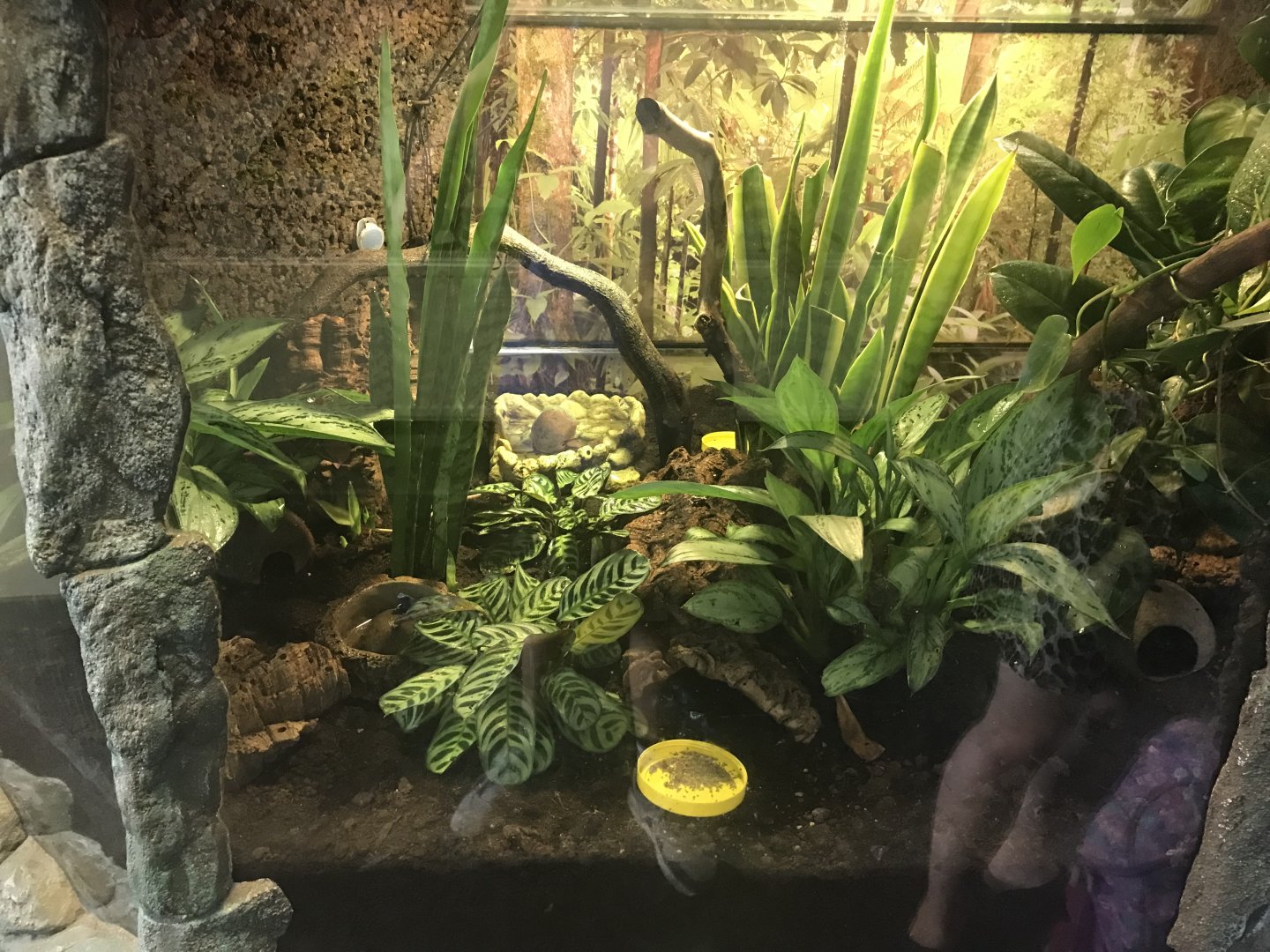 Green mantella, Blue and Phantasmal poison dart frog enclosure