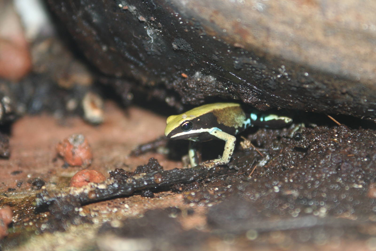 Green Mantella @ Deep Sea World 15.10.2014