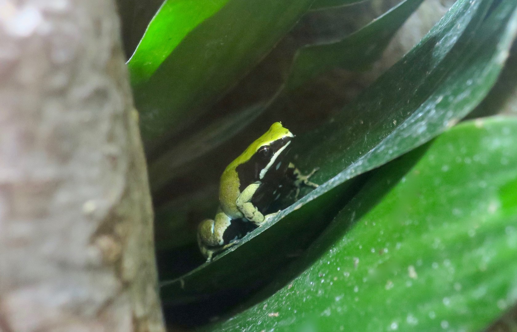 Green Mantella (Mantella viridis)