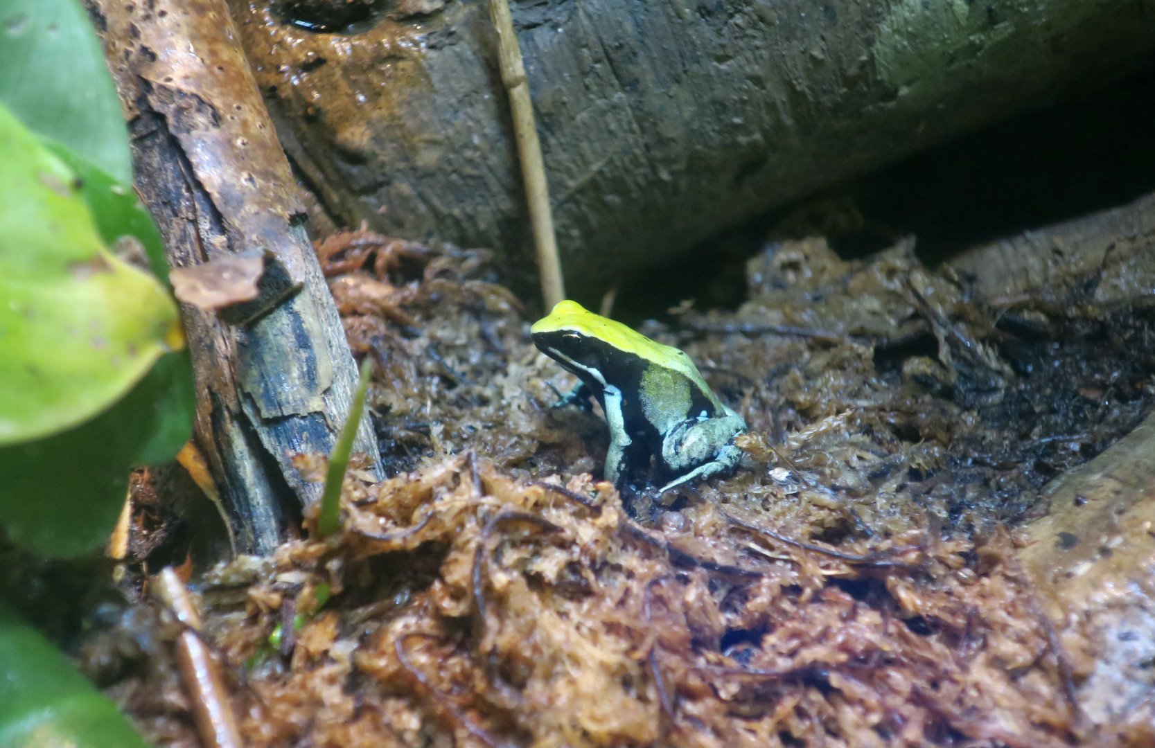 Green Mantella (Mantella viridis)
