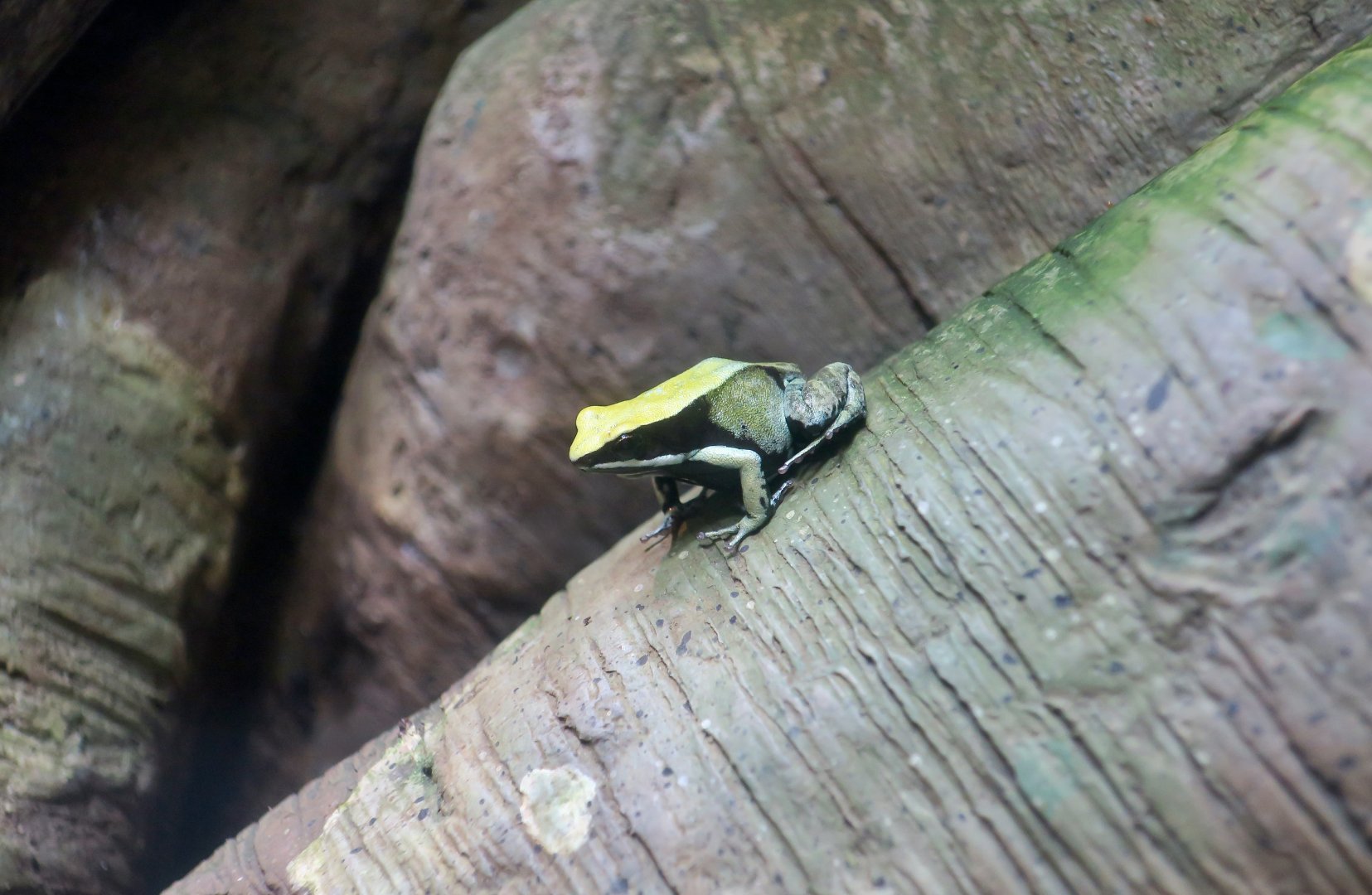 Green Mantella (Mantella viridis)