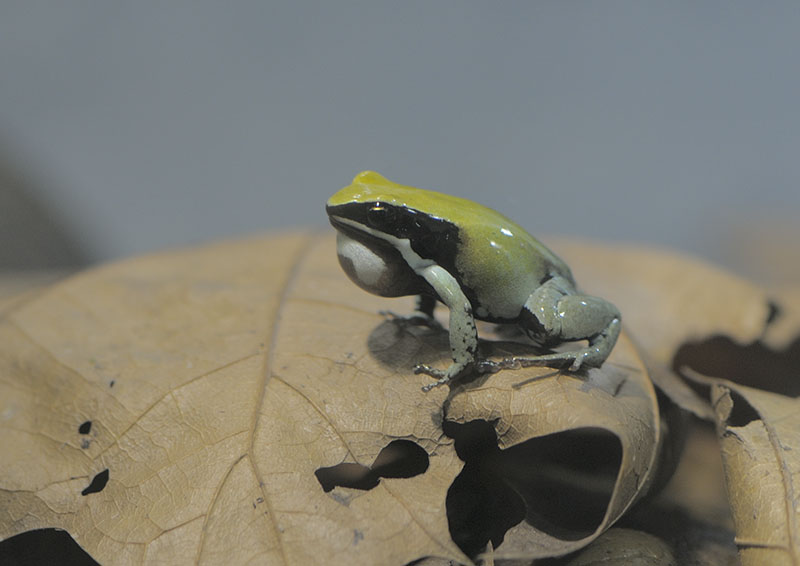 Green Mantella