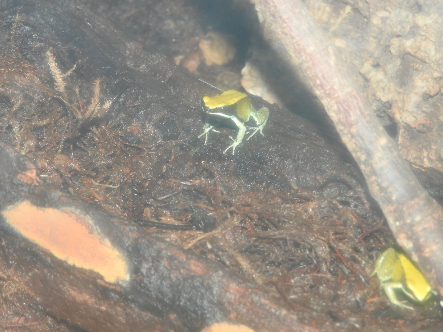 Green Mantella