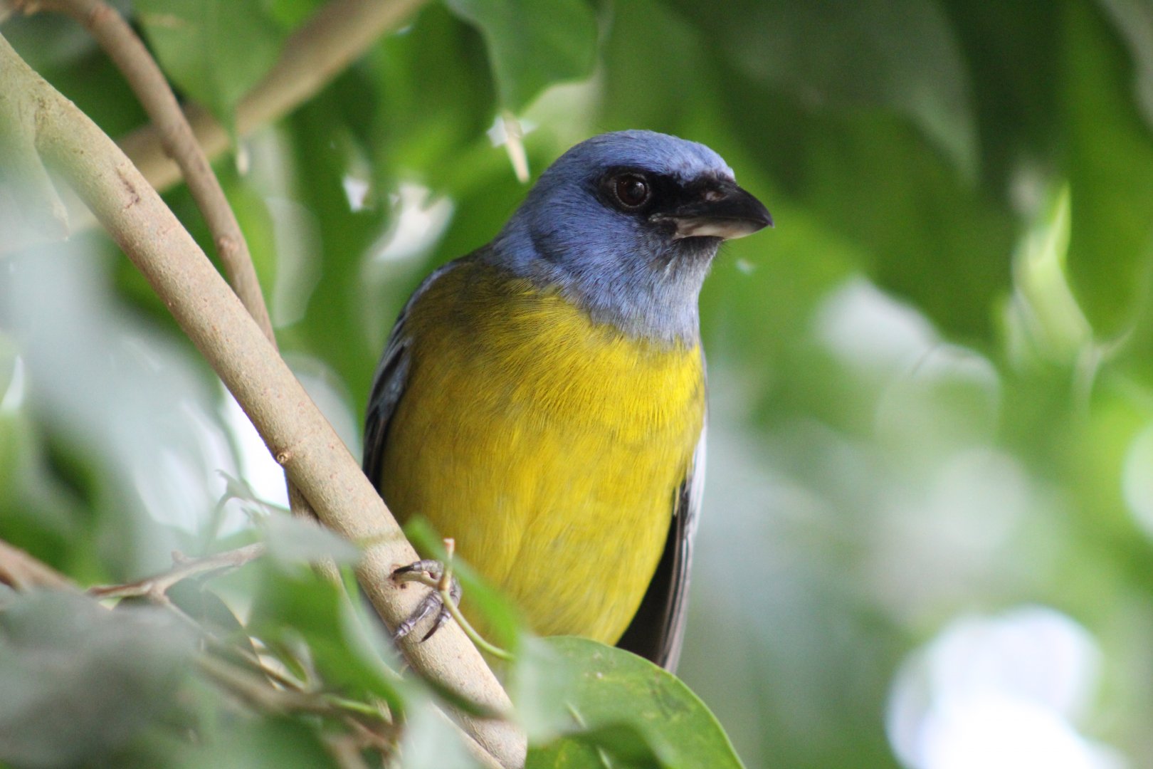 Green-Mantled Tanager