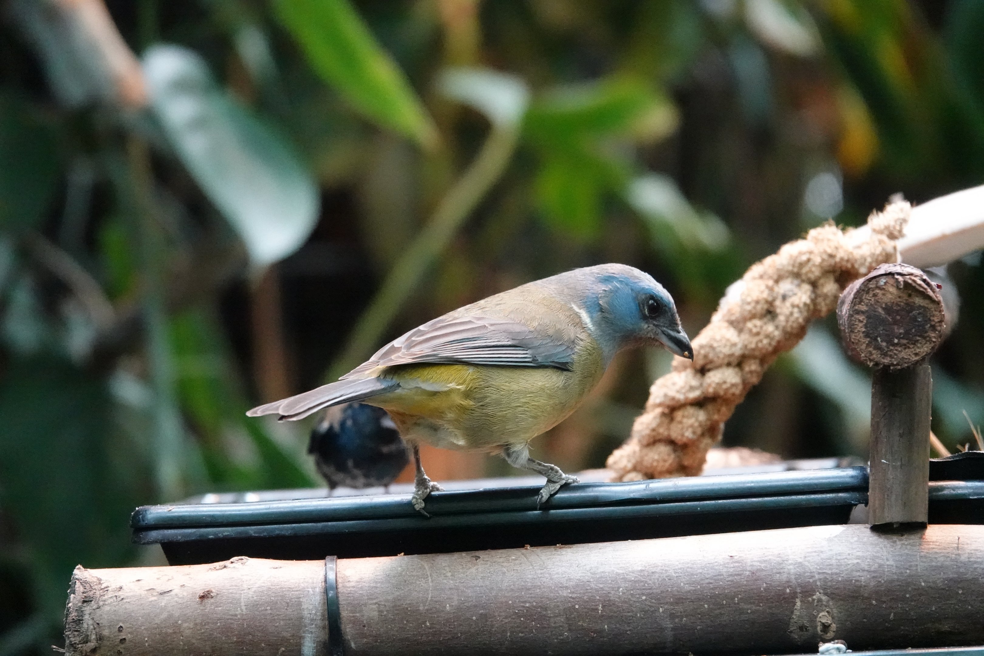 Green-mantled tanager