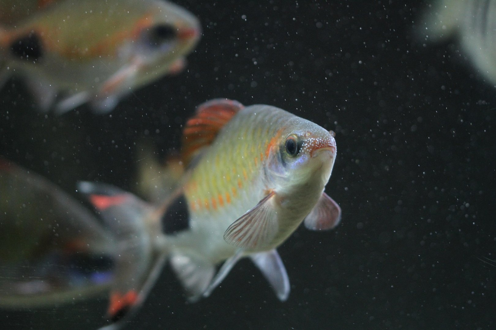 Green mascara barb (Dawkinsia assimilis)