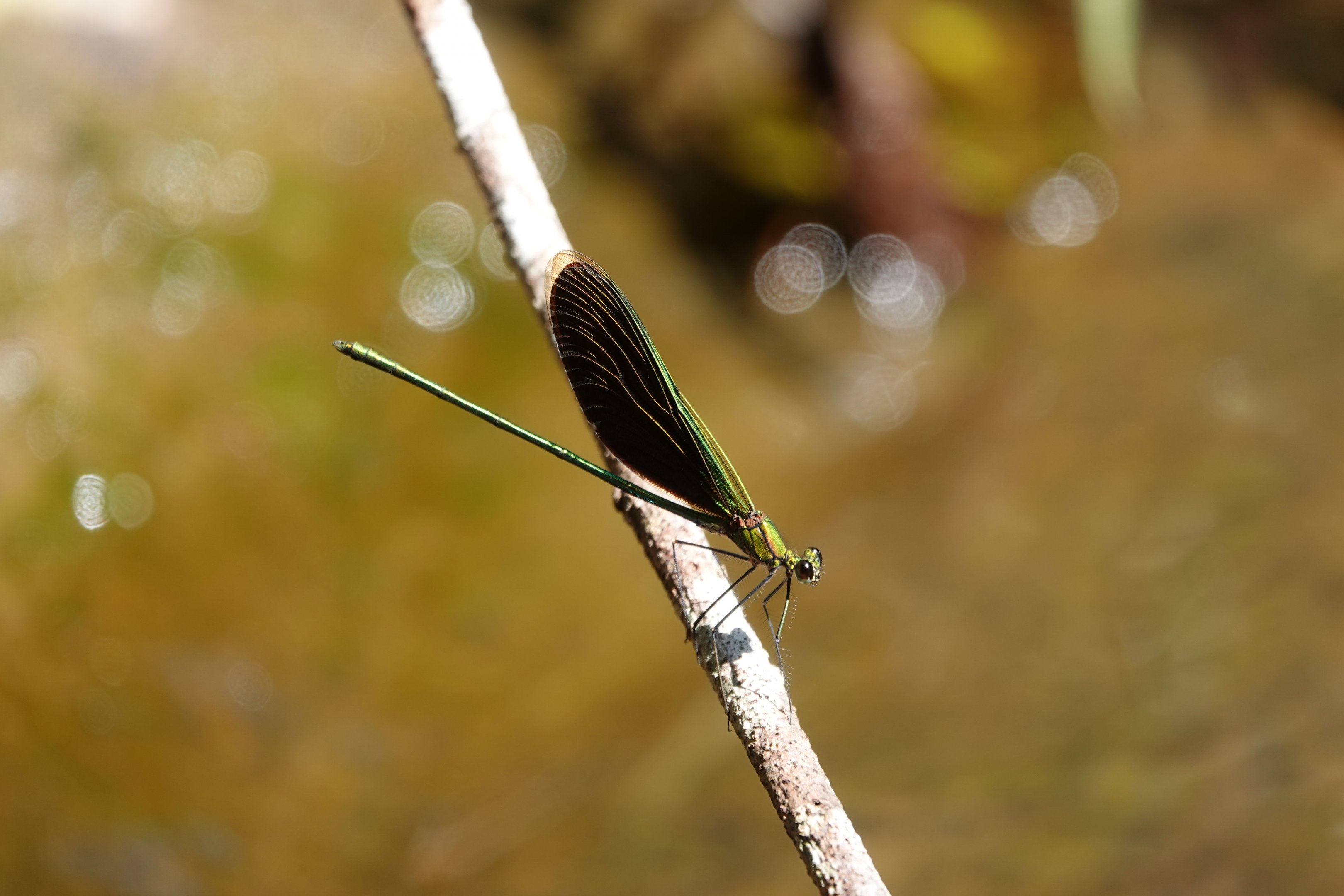 Green Metalwing