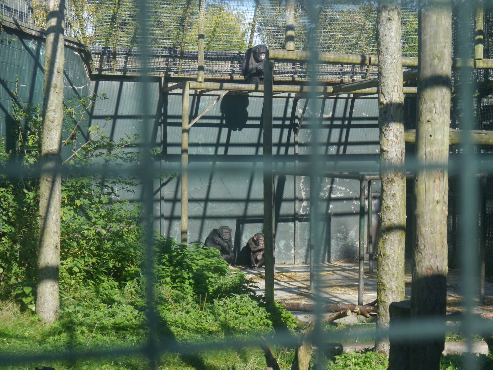Green-mile Chimps.